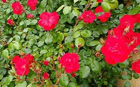 La Maison Des Roses